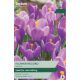 Crocus Flower Record