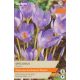 Crocus Speciosus
