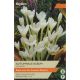 Colchicum Autumnale Album