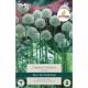 Allium Mount Everest (Extra Value Pack)
