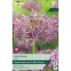 Allium Cristophii
