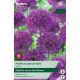 Allium Purple Sensation