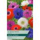 Anemone St. Brigid Mixed