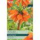Fritillaria Imperialis Orange Beauty