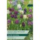 Fritillaria Meleagris Mixed