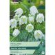 Fritillaria Meleagris Alba