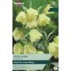 Fritillaria Pallidiflora