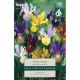 Iris Dutch Mixed