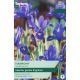 Iris Reticulata Harmony