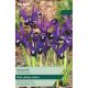 Iris Reticulata Pauline
