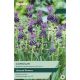 Muscari Comosum