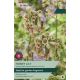 Allium Honey Lily (Nectaroscordum) Siculum