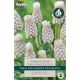 Muscari Siberian Tiger