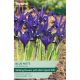 Iris Reticulata Blue Note