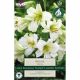 Lily Regale