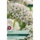 Allium Nigrum