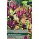 Iris Reticulata J S Dijt