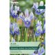 Iris Reticulata Alida