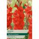 Gladioli Bonfire