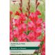 Gladioli Fairytale Pink