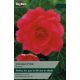 Begonia Pink Double
