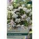 Begonia White Cascading