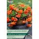 Begonia Orange Double Cascading