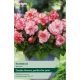 Begonia Rosebud