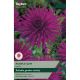 Dahlia Purple Gem