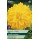 Dahlia Golden Emblem