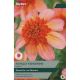 Dahlia Totally Tangerine