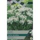 Allium Neapolitanum