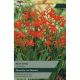 Crocosmia Red King