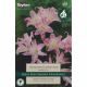 Amaryllis Belladonna - Jersey Lily