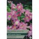 Amaryllis Belladonna (Jersey Lily)