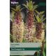 Eucomis Comosa