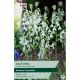 Galtonia (Hyacinthus Candicans)