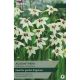 Gladiolus Callianthus (Acidanthera)