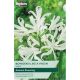 Nerine Bowdenii Like A Virgin