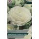 Ranunculus Snow White