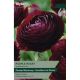 Ranunculus Purple Heart