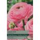 Ranunculus Candy Pink
