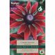 Rudbeckia Cherry Brandy