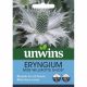 Eryngium Miss Willmott's Ghost