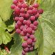 Grape Vine - Vitis 'Vanessa' - Seedless