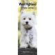 West Highland Terrier 2025 Slim Calendar