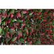 Wonderwal Trellis - Red Beech Variegated 100x200cm