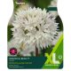Allium Graceful Beauty (XL Value Pack)