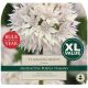 Allium Graceful Beauty (XL Value Pack)