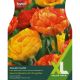 Tulip Solar Flare (XL Value Range)